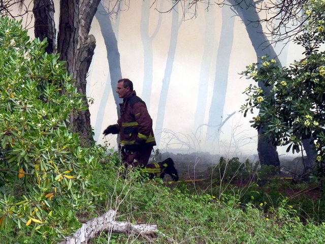 Bomberos trabajando para apagar un incendio en la pineda de Llevant Mar (Gav Mar) (19 Mayo 2012)